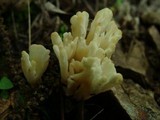 Tremellodendron pallidum image