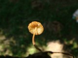 Marasmius sullivantii image
