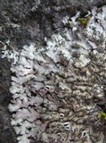 Phaeophyscia orbicularis image