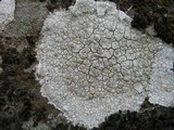 Lecanora rupicola var. rupicola image