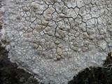 Lecanora rupicola var. rupicola image