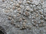 Lecanora rupicola var. rupicola image