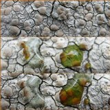 Lecanora rupicola var. rupicola image