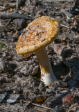 Amanita xanthocephala image