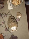 Morchella snyderi image