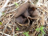 Helvella leucomelaena image