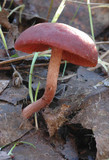 Cortinarius sanguineus image