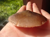 Pluteus americanus image