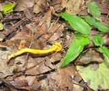 Cantharellus minor image
