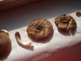 Pluteus americanus image