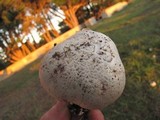 Agaricus bitorquis image