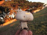 Agaricus bitorquis image