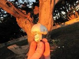Agaricus bitorquis image