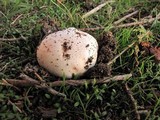 Agaricus bitorquis image