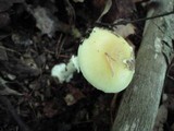 Amanita praecox image