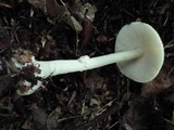 Amanita praecox image