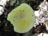Amanita praecox image