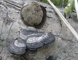 Fomes fasciatus image