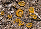 Aleurina ferruginea image
