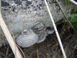 Fomes fasciatus image