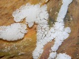 Ceratiomyxa fruticulosa var. fruticulosa image