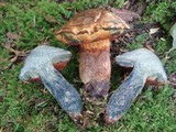 Boletus discolor image