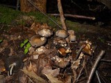 Coprinopsis variegata image