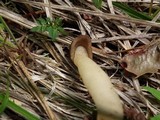 Verpa conica image