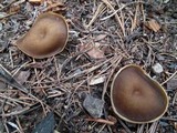 Gyromitra melaleucoides image