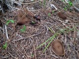 Gyromitra melaleucoides image