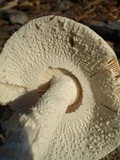 Amanita pelioma image