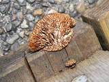 Gloeophyllum sepiarium image