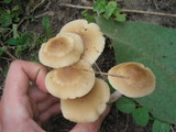 Marasmius nigrodiscus image