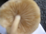 Marasmius nigrodiscus image