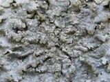 Punctelia borreri image