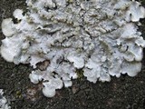 Punctelia borreri image