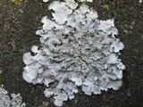 Punctelia borreri image