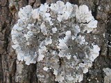 Parmotrema tinctorum image