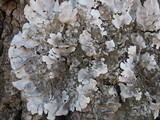 Parmotrema tinctorum image