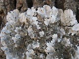 Parmotrema tinctorum image