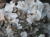 Parmotrema tinctorum image