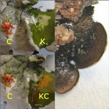 Parmotrema tinctorum image