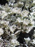 Cladonia grayi image