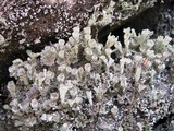 Cladonia grayi image