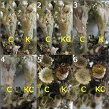 Cladonia grayi image
