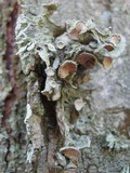 Ramalina fastigiata image