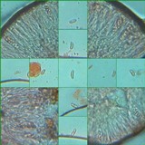 Ramalina fastigiata image