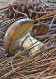 Suillus luteus image