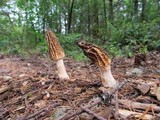 Morchella importuna image