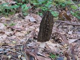 Morchella importuna image